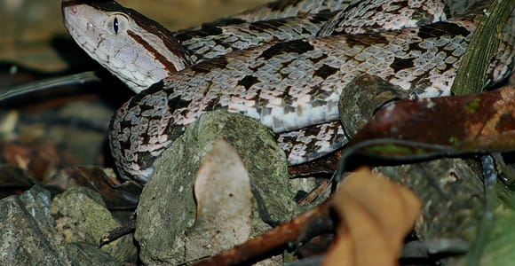 Tocorí: Nighttime Wildlife Hike at Villanueva Quepos