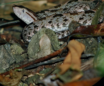 Tocorí: Nighttime Wildlife Hike at Villanueva Quepos
