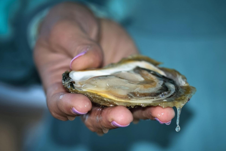 From Dubrovnik: Peljesac Peninsula Oyster & Wine Tour