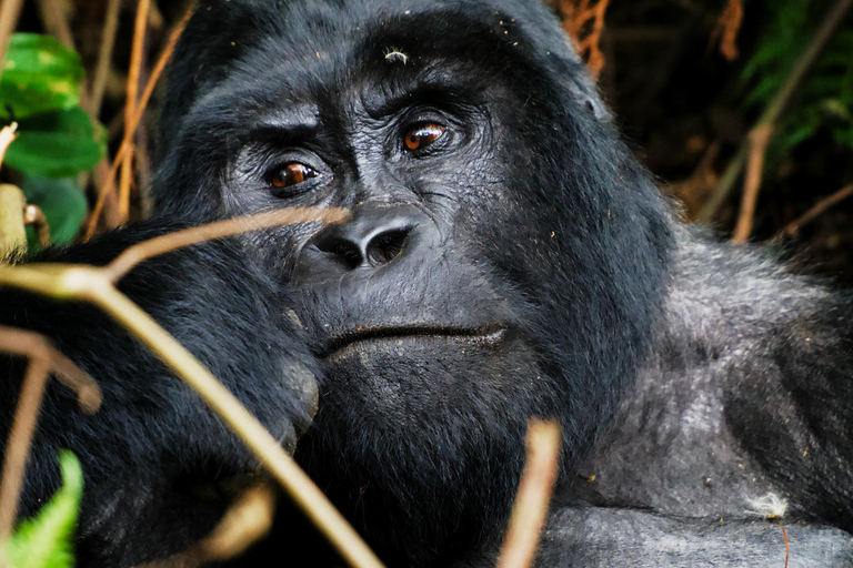 Vanuit Kigali: 2-daagse Uganda Gorilla trektocht