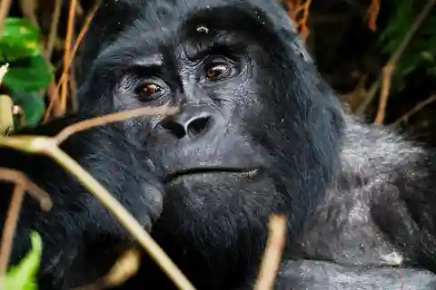 From Kigali: 2-Day Uganda Gorilla Trekking Budget Safari