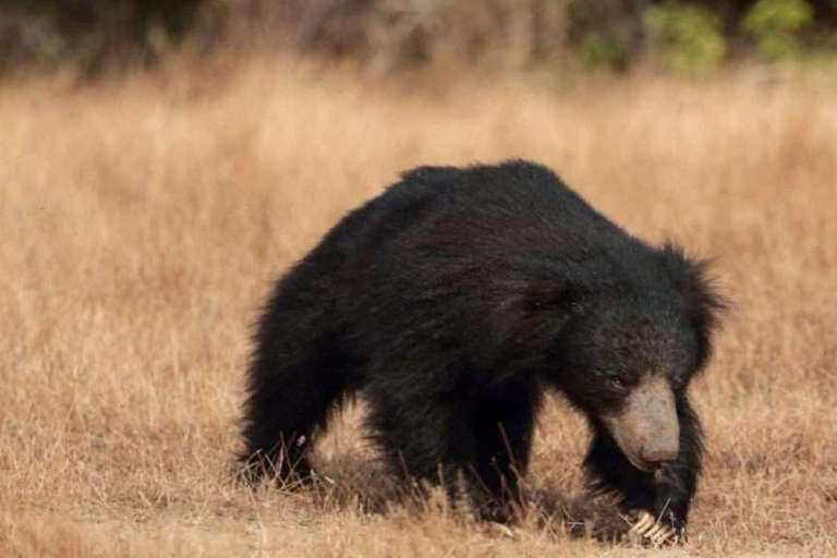 Yala National Park Private Safari Tour from Colombo/Kalutara (All Inclusive) Pick up from Colombo/Negombo/Katunayake