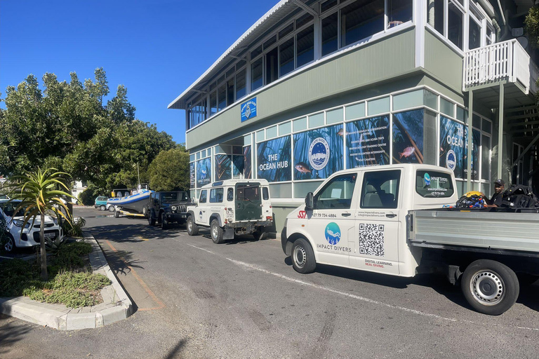 Città del Capo; Immersione in apnea nella foresta di Kelp