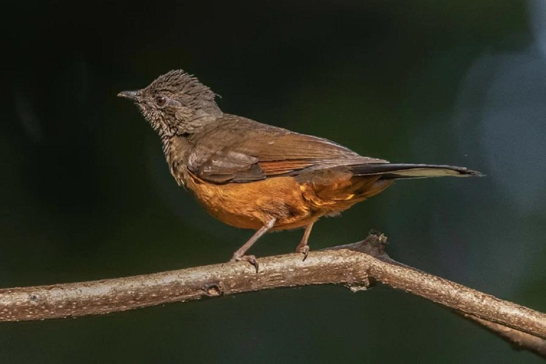 Kakamega Bos: Vogelsafari