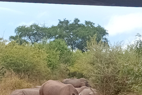 Eswatini: Rhino Walk in Hlane Royal National Park