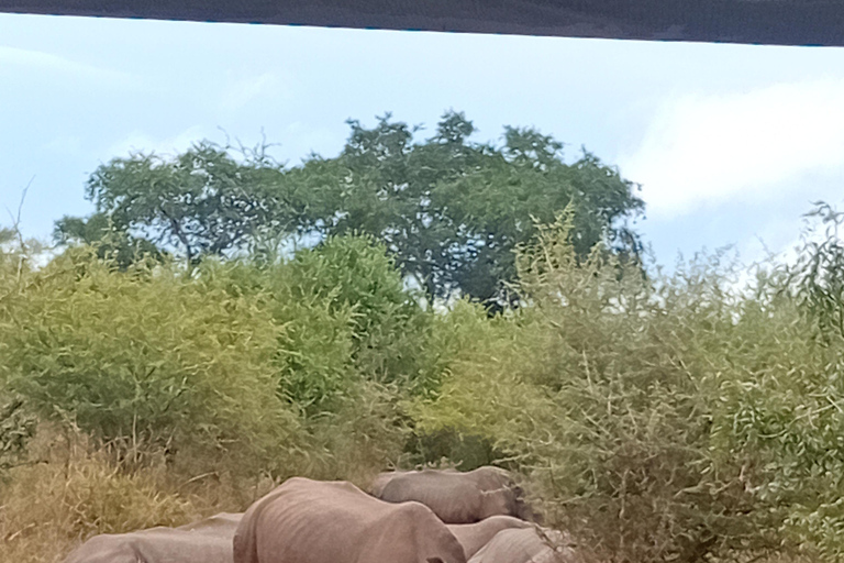Eswatini: Rhino Walk in Hlane Royal National Park