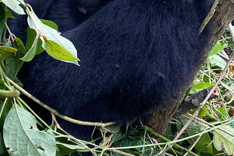 The Gorilla Trekking Tour and the Nile Trail Uganda
