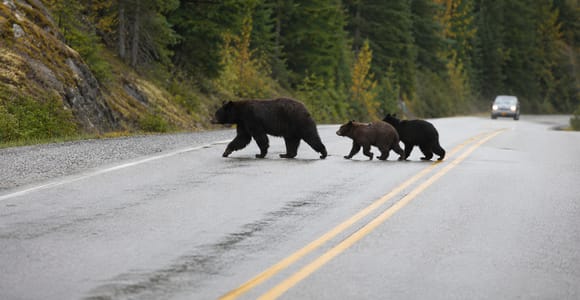 From Calgary: Canadian Rockies Wildlife & Bear Country Tour