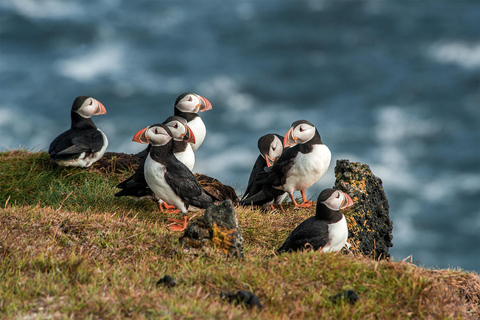 De Reykjavik: Excursão de Puffin e Vulcão nas Ilhas Westman