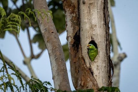 Manaus: Meerdaagse Amazone overlevingstocht met kamperenTour van 3 dagen en 2 nachten