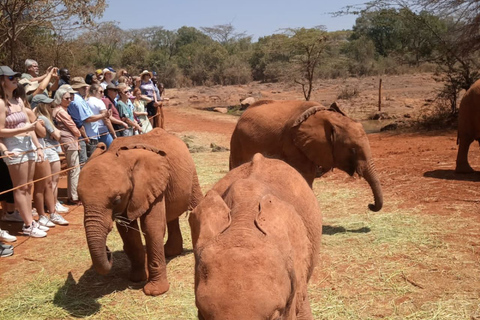 Overnachtingssafari naar Tsavo East vanaf Diani Beach