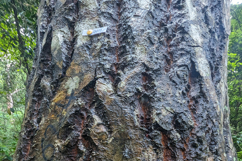 Zanzíbar: Excursión Privada al Bosque y Granja de Especias de Jozani con Almuerzo