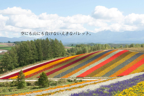 Hokkaido Summer Nature Experience: Furano & Biei