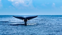 Mirissa Whale Watching Tour met gratis ontbijt aan boord - Hizvo