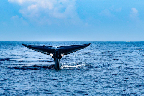 Observation des baleines à Mirissa avec petit-déjeuner gratuit à bord