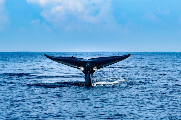 Observation des baleines à Mirissa avec petit-déjeuner gratuit à bord