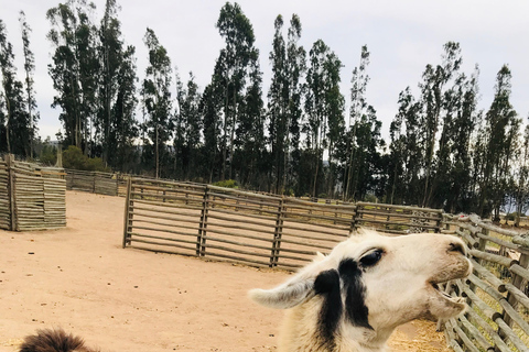 Santiago: Valparaiso + Viña del Mar Classic Guided Tour of Heritage Richness Santiago: Valparaíso + Viña del Mar Classic Guided Tour - Rich Heritage