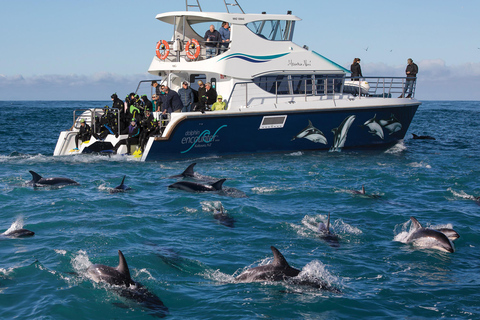 Kaikōura: Small Group Tour- optional Whale, Dolphin, Zipline Kaikōura Day Tour + Swim with Dolphins