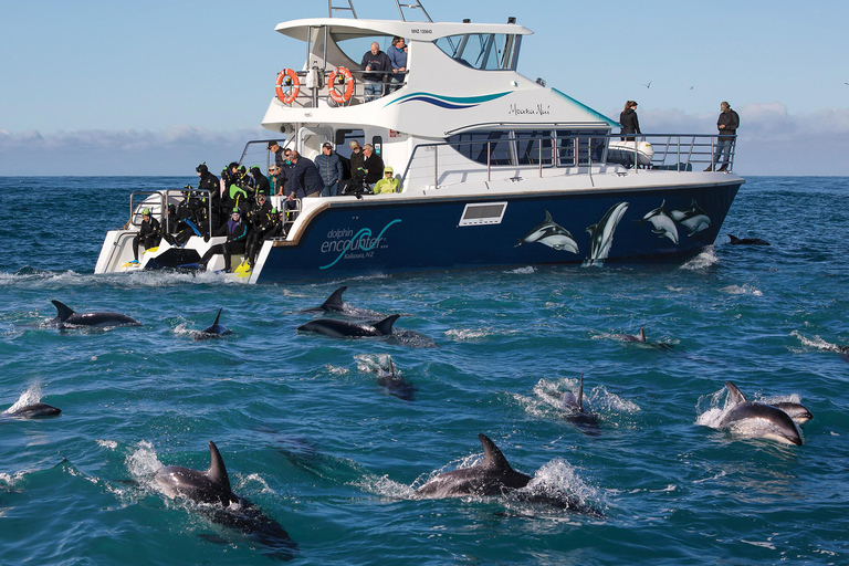 Kaikōura: Small Group Tour- optional Whale, Dolphin, Zipline Kaikōura Day Tour + Swim with Dolphins