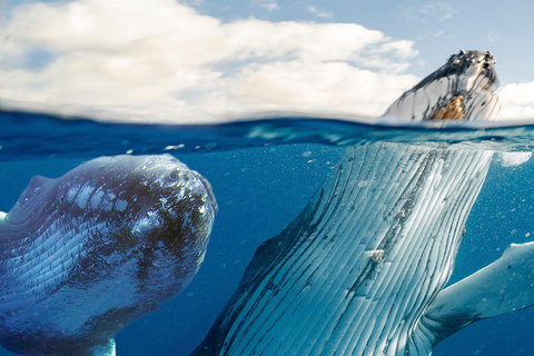 Los Cabos: Avistamiento de ballenas en barco con fondo de cristal