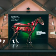 Fethard Horse Country Experience Entry Ticket