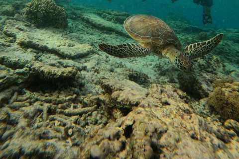 3 Gilis Snorkeling Tour Start Gili Air