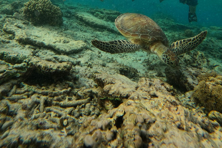 3 Gilis Snorkeling Tour Start Gili Air