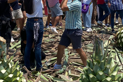 Tour del Mezcal a Oaxaca