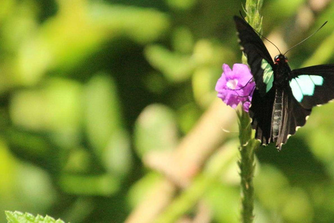 Manu Cultural Zone Tour 5 Days