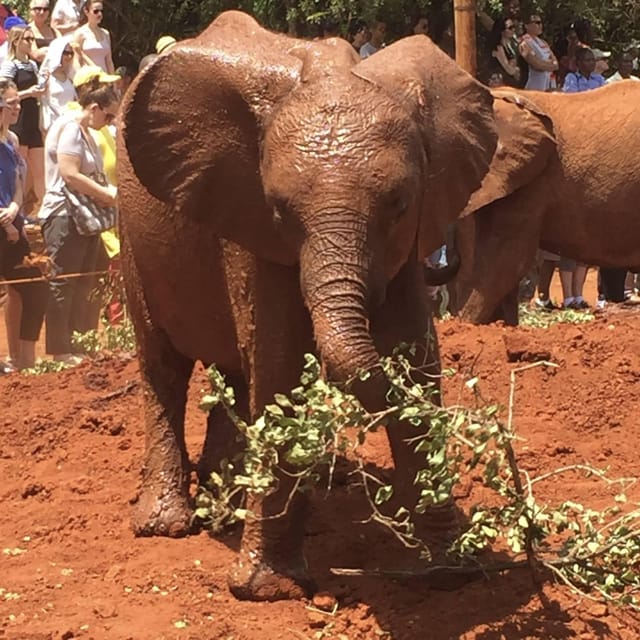 David Sheldrick Elephant Orphanage And Giraffe Centre Tour GetYourGuide