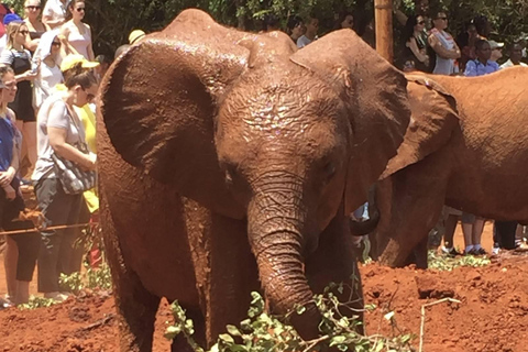 Visite de l'orphelinat d'éléphants et du centre de girafes David Sheldrick