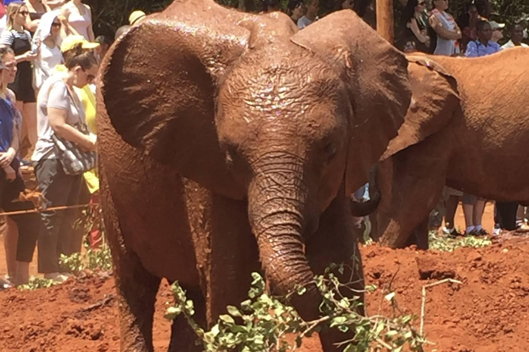 Visite de l'orphelinat d'éléphants et du centre de girafes David Sheldrick