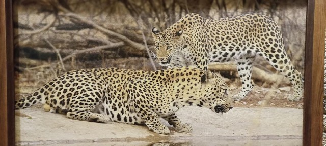 Visit Jhalana Leopard Safari Booking in Ranthambore