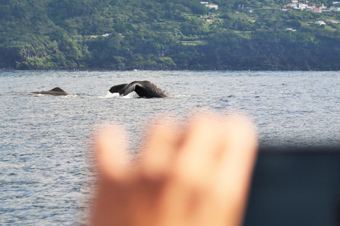 Whale and Dolphin Watching with Vila Franca Islet Visit