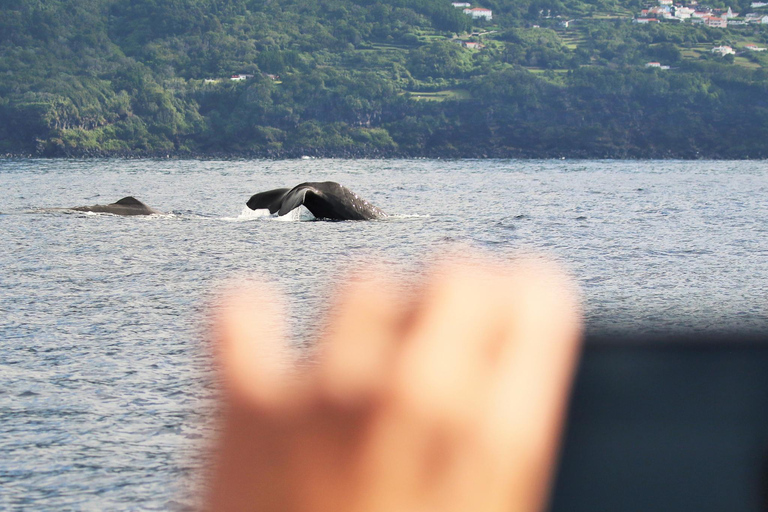 Whale and Dolphin Watching with Vila Franca Islet Visit