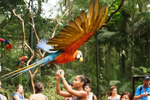 Tour guiado ao Parque das Aves - Tour VIP