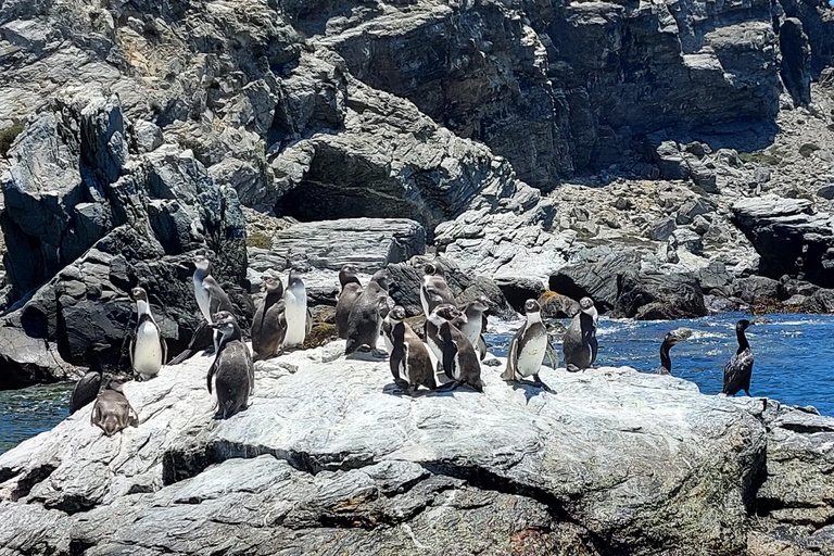 Whales & Humboldt Penguins: Chañaral or Damas island hiking