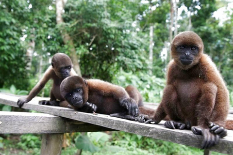 Iquitos: Amazonas in 4 days: Nanay River + Monkey Watching