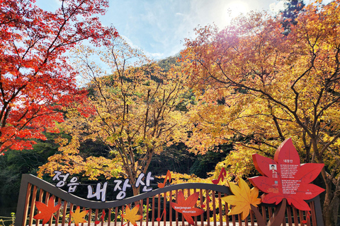 Seoul: Naejangsan National Park Autumn Foliage One Day Tour Shared Tour, Meet at Dongdaemun