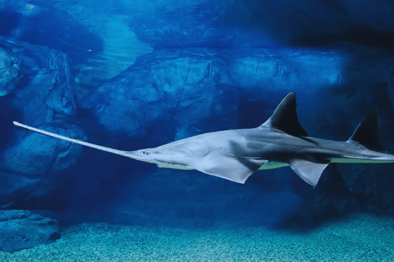 Shanghai: Las Maravillas Marinas del Acuario Oceánico de Shanghai