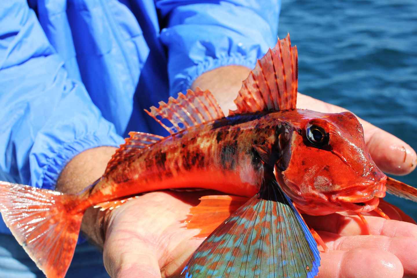 Veiðiferð í botninn við Lagos