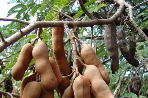 ZANZIBAR: Spice Farm Tour + Lunch & Prison Island Boat Trip