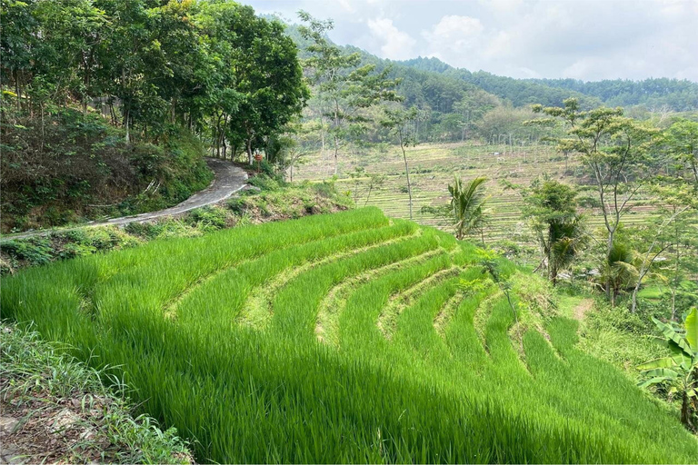 Yogyakarta: Borobudur Climb-up & Selogriyo Paddy Field Tour Borobudur Climb-up Ticket Paid Separately On The Day Tour