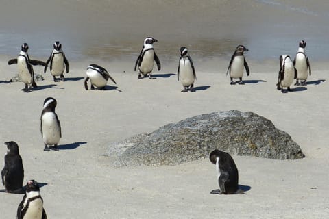 From Cape Town: Table Mountain and Cape of Good Hope Tour