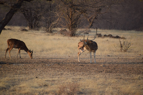 8 Tage Goldenes Dreieck Indien mit Wild Life Tour ab DelhiTour mit Auto & Fahrer mit Guide