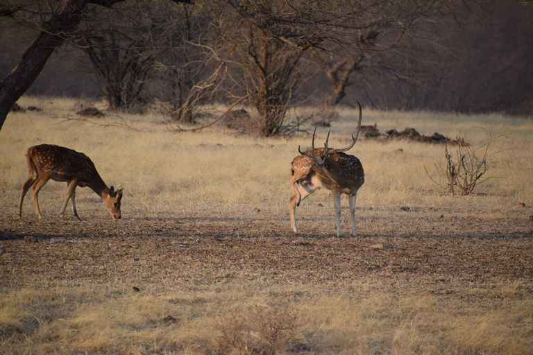 8 Tage Goldenes Dreieck Indien mit Wild Life Tour ab DelhiTour mit Auto & Fahrer mit Guide