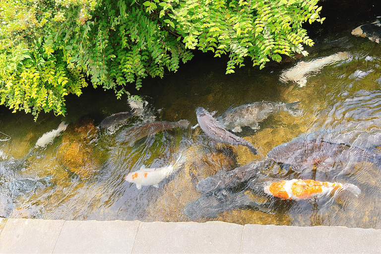 Gujo Hachiman Day Trip: Mountain Castle & Traditional Town The popular Gujyo town tour