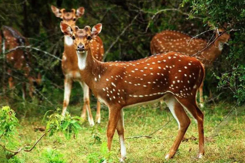 Ella to Udawalawe Transfer With Wild Safari Adventure