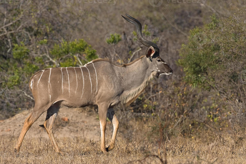 From Durban: Half Day Tala Game Reserve Safari & Curio Shop