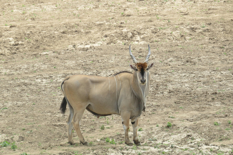 Safari de 3 dias e 2 noites em Tsavo East a partir de Nairobi